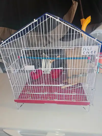 Bird cage little bit messy
