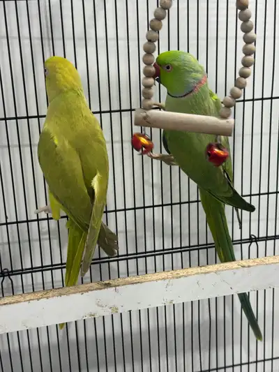 Indian ringneck proven Breeding pair  not tame , View more
