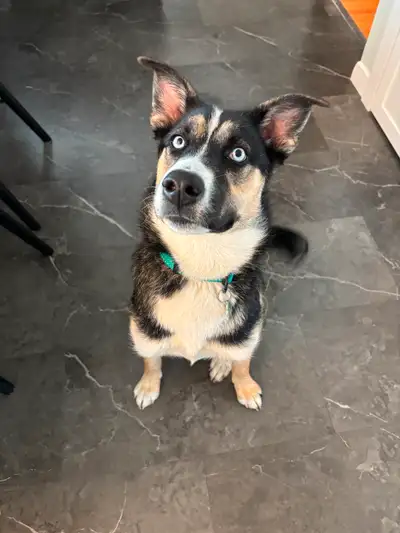 Puppy looking for a new home!, View more