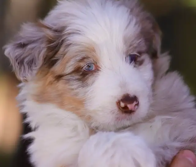 4 DOODLES, BORDOODLES F1 et F2 et F3 , PUPPIES, CHIOT in Dogs & Puppies for Rehoming in Laurentides - Image 13