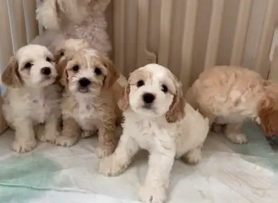 Poodle/Cockapoo puppies for rehoming, View more