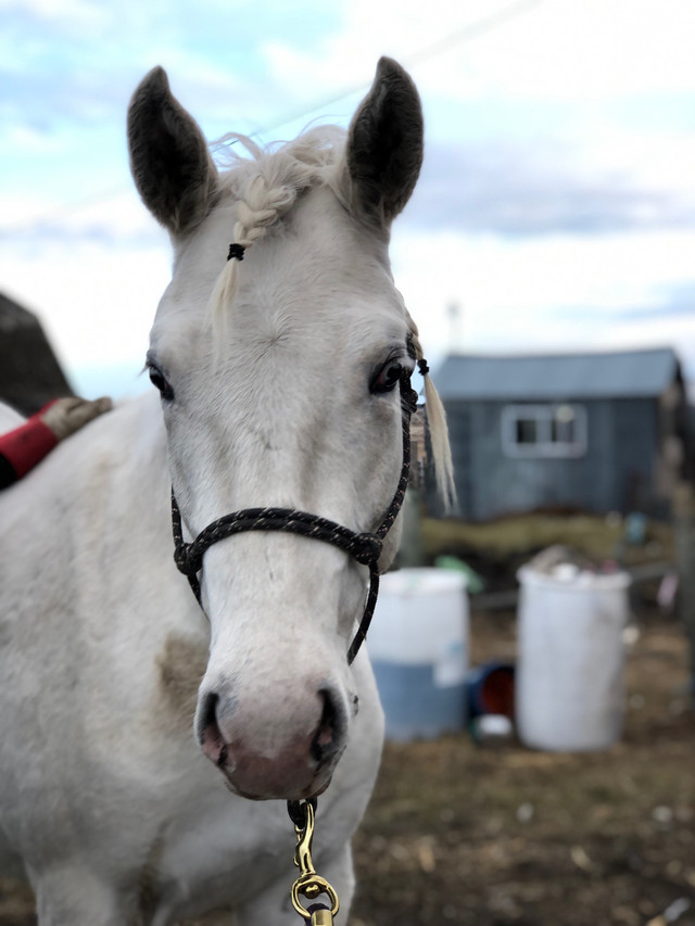 PENDING PICK UP in Horses & Ponies for Rehoming in Brandon