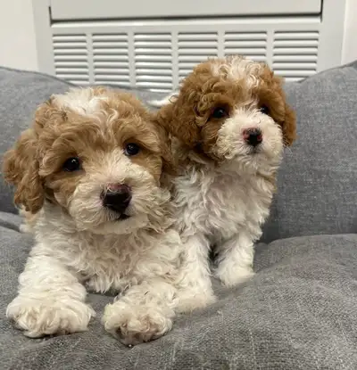 Adorable  bichonpoo Brother & Sister Looking for Their Forever, View more