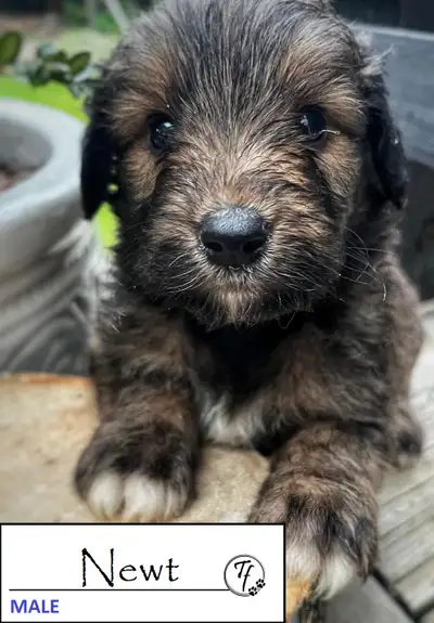 TOLLERDOODLES - 3 pups left, View more