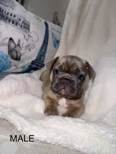 French Bulldog Puppies, View more