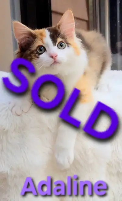 Female Chocolate Tortie Cherubim Ragdoll Kitten – Ready Now, View more