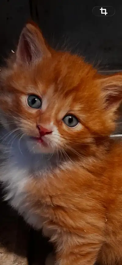 chatons kittens, View more