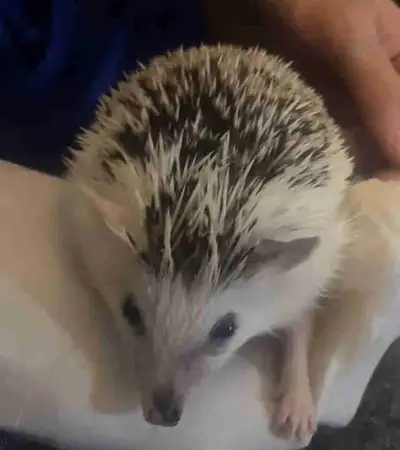 Male Hedgehog Oreo with cage, View more