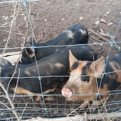 Kune x Berkshire-Duroc pigs, View more