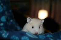 Beautiful  hamsters - ethical hamstery WAITLIST OPEN