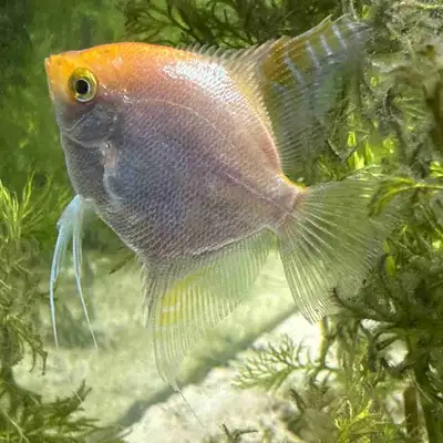 Female AND male Angelfish pair, have laid multiple clutches of eggs together. Beautiful fish, the fe...