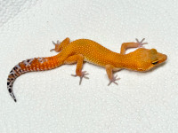 Pumpkin, leopard geckos: