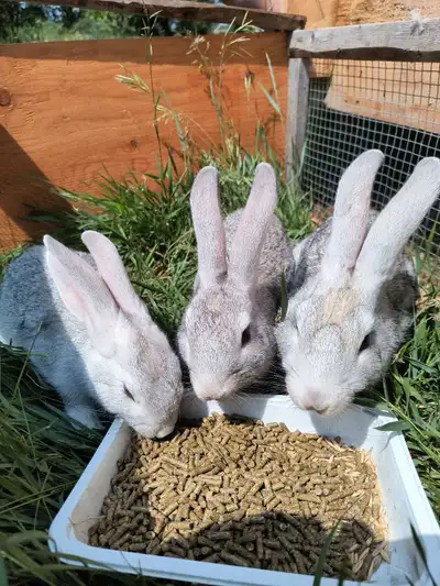 Gorgeous Flemish giant rabbits, View more