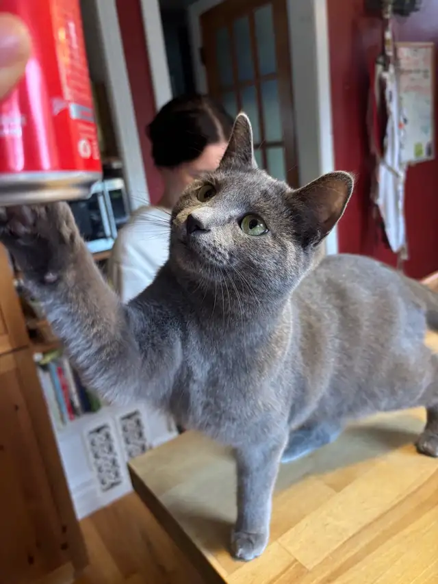 Russian blue cat in need of a home  in Cats & Kittens for Rehoming in City of Montréal - Image 3