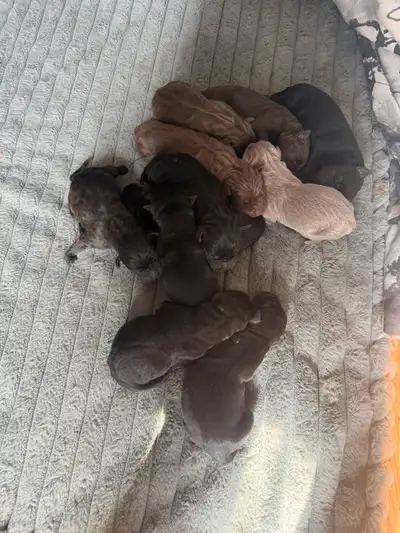 cane corso puppies, View more