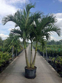 WANTED: Large/Medium Size Palm Tree