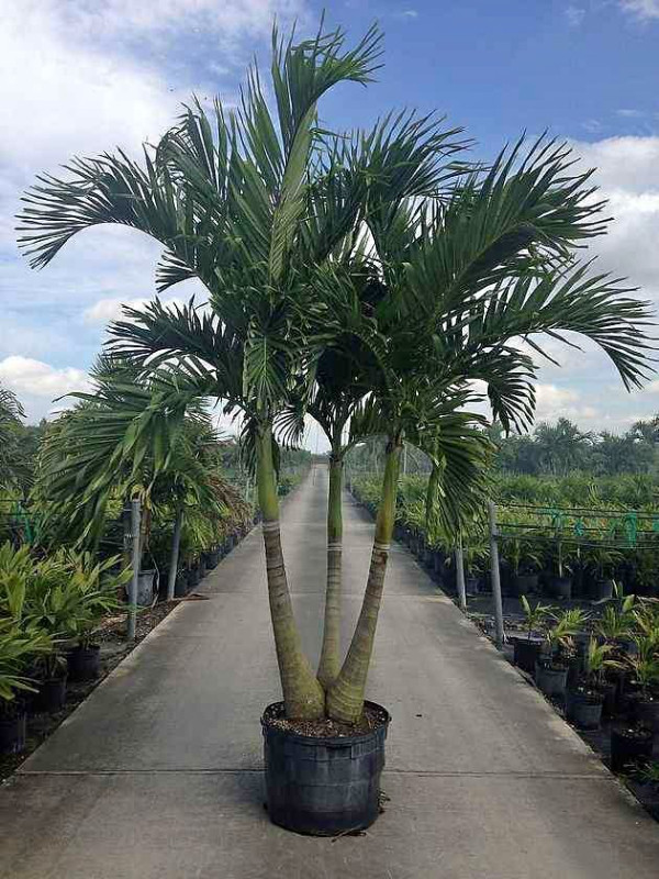 WANTED: Large/Medium Size Palm Tree in Plants, Fertilizer & Soil in Edmonton