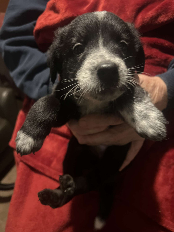 Lab x GSD x border collie Pups for sale only 3 left Dogs & Puppies