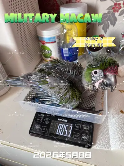 Military Macaw Baby-DNA tested Male, View more