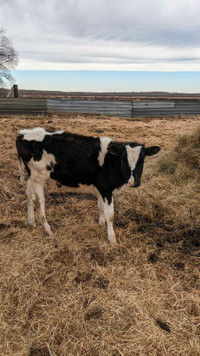 Bull calves for sale