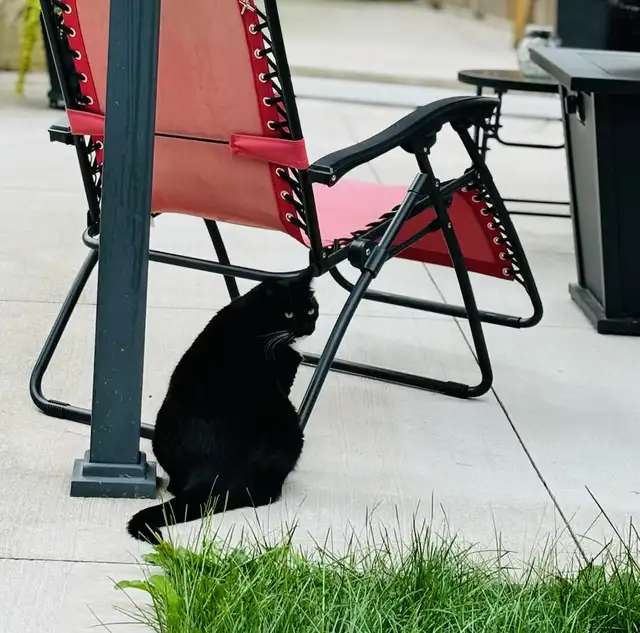 Private Bedroom For Rent  |  Owen Sound in Room Rentals & Roommates in Owen Sound - Image 6