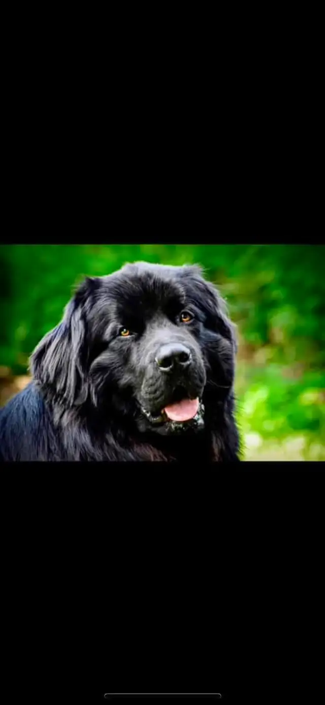 Chiots Terre-Neuve in Dogs & Puppies for Rehoming in West Island - Image 10