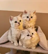 Scottish kittens short and long hair silver color