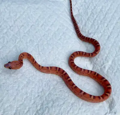 scaleless corn snake for Trade/Sale, View more