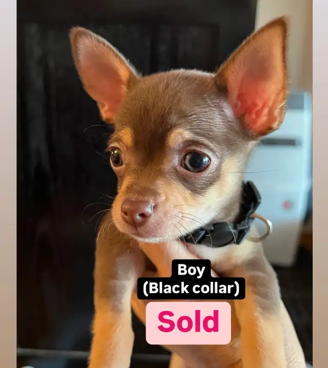 Last 2 Gorgeous pure chihuahua puppies left in Dogs & Puppies for Rehoming in Penticton - Image 9