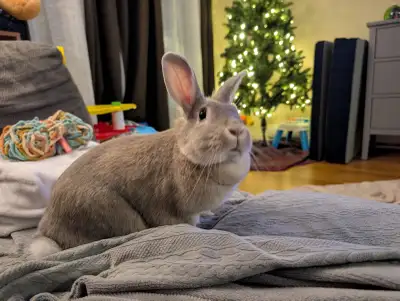 URGENT Re-Homing pet Rabbit, Ontario, View more