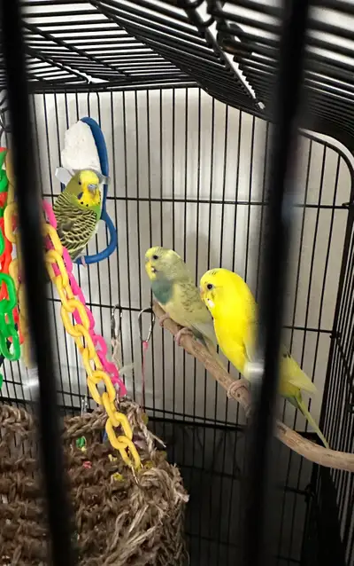 parakeets with cage, View more