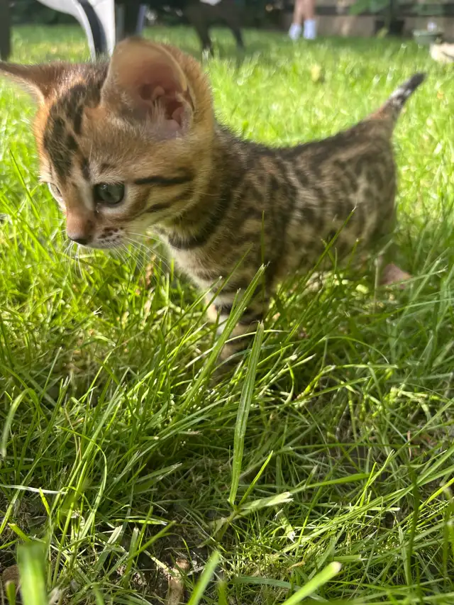 Chatons Bengal in Cats & Kittens for Rehoming in Saint-Jean-sur-Richelieu - Image 5