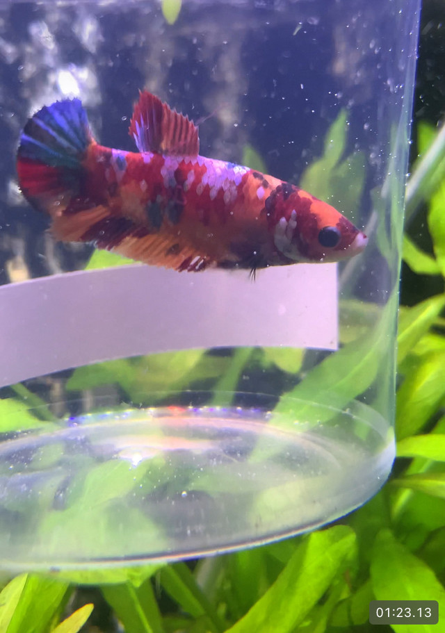 Koi• Betta $20 Special•••• in Fish for Rehoming in Leamington - Image 2