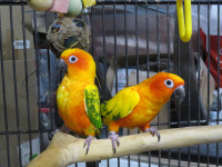**CHOOSE YOUR SIZE**SMALL MED & LARGE CONURES**W/CARE PACKAGE**