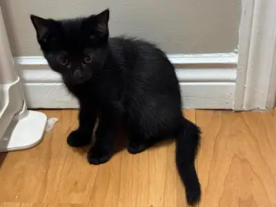 Kittens for rehoming, View more