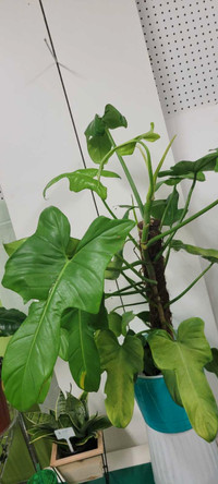 Healthy Large Violin plant 3ft.2541EGLINTON w.Angel Cham garden 