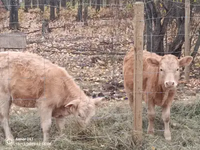 2 Charolais heifer calf's.bottle calf's born beginning of may.$2500 each or both for $4800