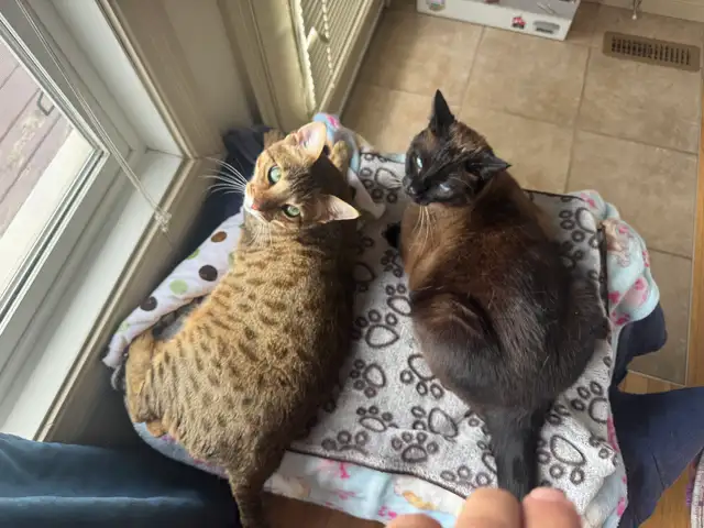 F5 Savannah Cat in Cats & Kittens for Rehoming in Calgary - Image 3