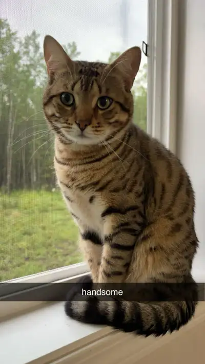 Male Bangel cat not neutered/unregistered, View more