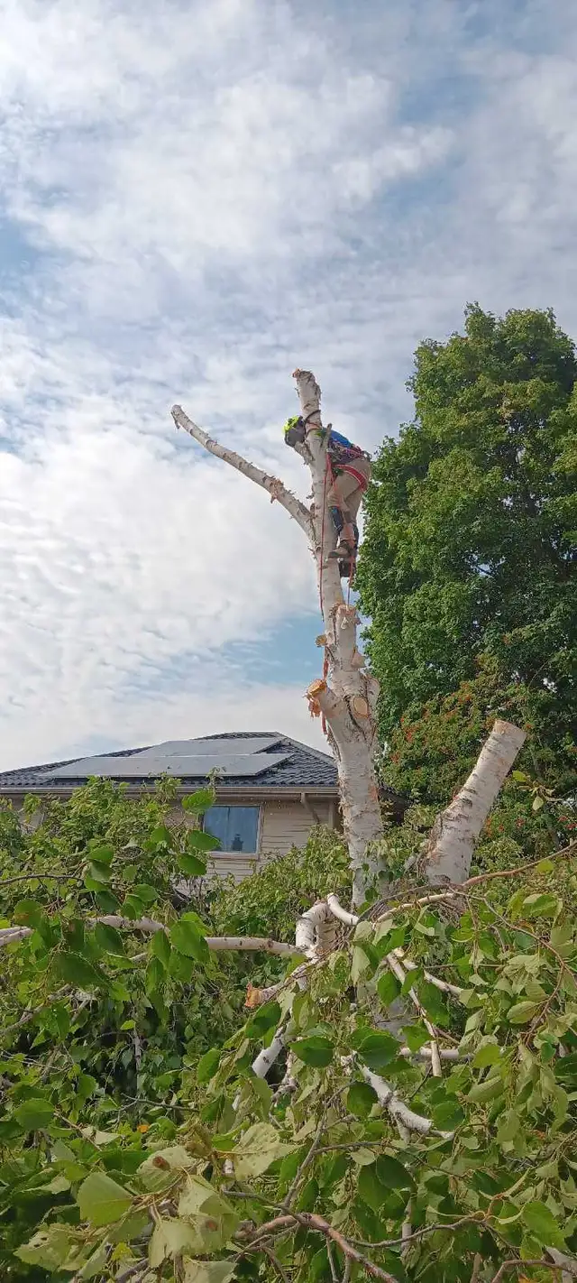 AshTree Service in Lawn, Tree Maintenance & Eavestrough in London - Image 4
