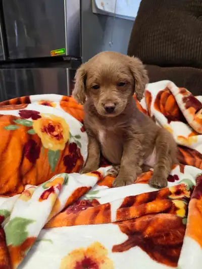 Mini Cockapoo pups, View more