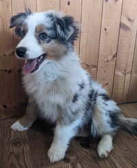 Chiot  Berger Australien Miniature Puppy Australian Shepherd