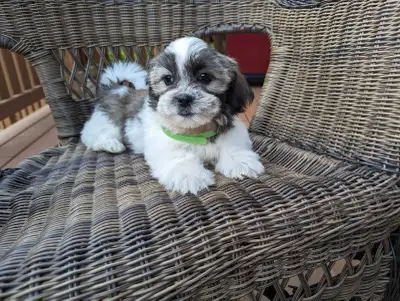Malshi Puppies, View more