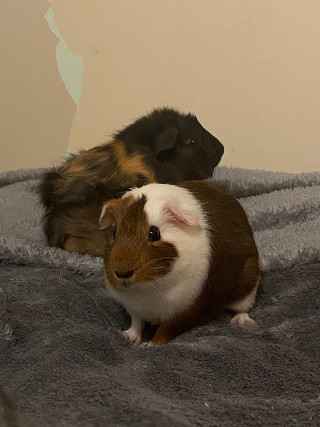 guinea pigs Small Animals for Rehoming Winnipeg Kijiji