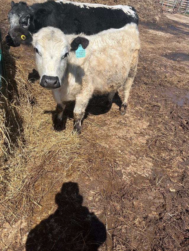 Speckle Park Bull in Livestock in Grand Bend - Image 2