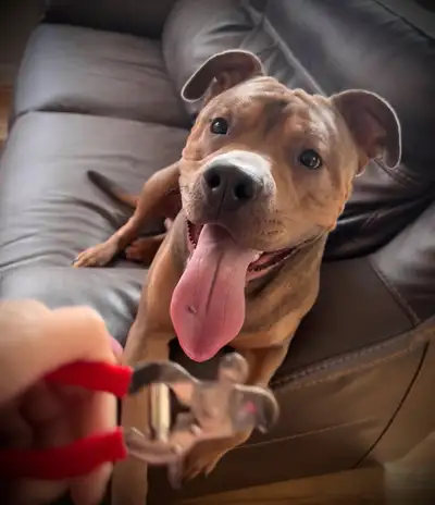 In-Home Nail Trims for Cats / Dogs / Rabbits / Etc, View more