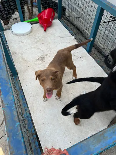 puppy for re home, View more