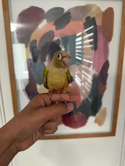 Baby Pineapple Conure, View more