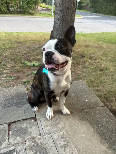 Boston terrier, View more