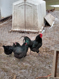 Laying Black Australorp Hens